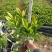 【精品】非洲茉莉7斤袋，规格齐全一手货源欢迎老板来电