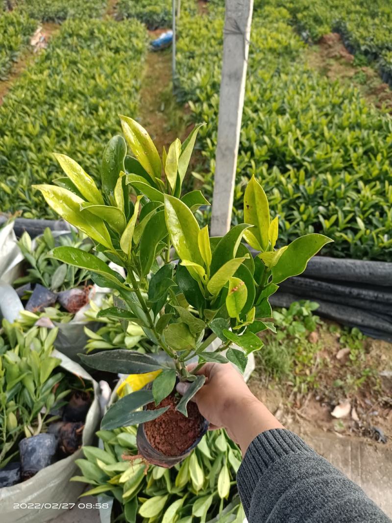 【精品】非洲茉莉7斤袋，规格齐全一手货源欢迎老板来电