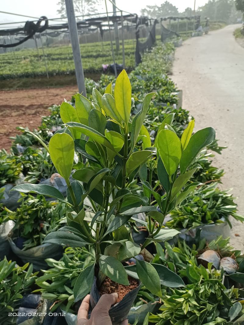 【精品】非洲茉莉7斤袋，规格齐全一手货源欢迎老板来电