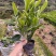 【精品】非洲茉莉7斤袋，规格齐全一手货源欢迎老板来电