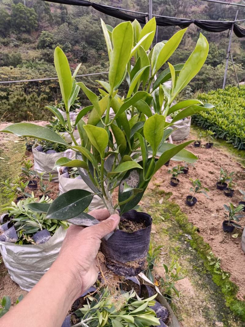 【精品】非洲茉莉7斤袋，规格齐全一手货源欢迎老板来电