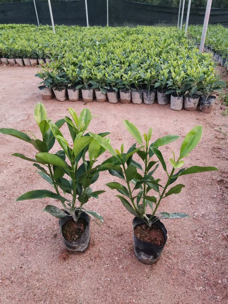 【精品】非洲茉莉7斤袋，规格齐全一手货源欢迎老板来电