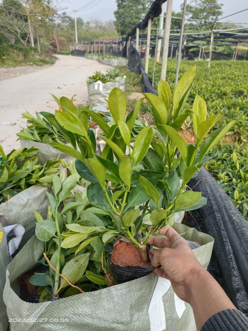 【精品】非洲茉莉7斤袋，规格齐全一手货源欢迎老板来电