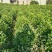 【精品】非洲茉莉7斤袋，规格齐全一手货源欢迎老板来电