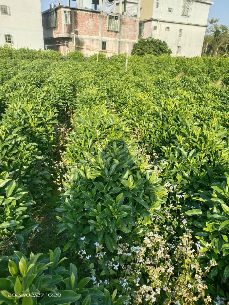 【精品】非洲茉莉7斤袋，规格齐全一手货源欢迎老板来电