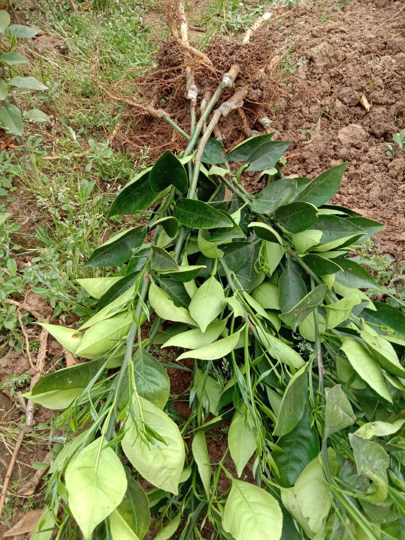 巧克力橙子苗，埃及糖橙，保证品种质量，签合同