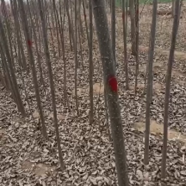 大量出售107速生杨树苗，大量有货需要的联系