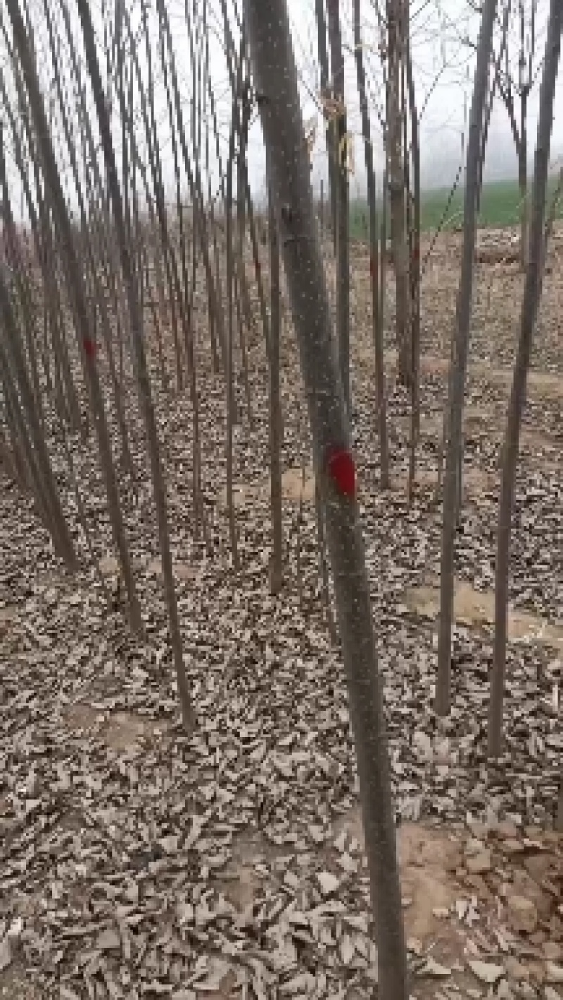 大量出售107速生杨树苗，大量有货需要的联系