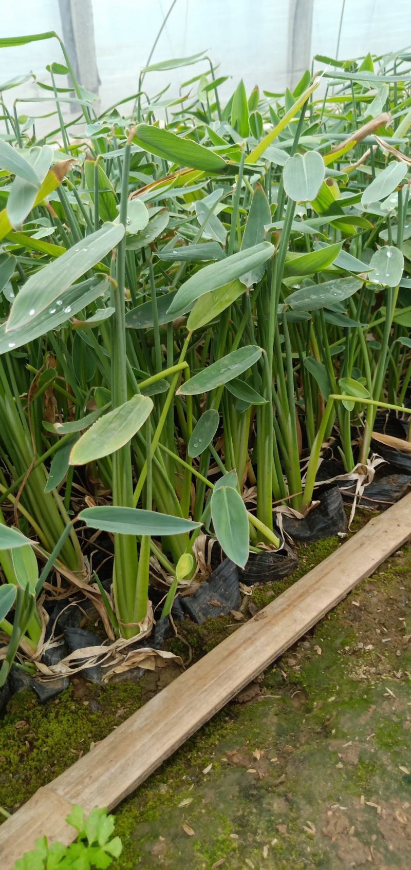 再力花水生植物农户直发质量保证各种高度欢迎联系