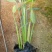 再力花水生植物农户直发质量保证各种高度欢迎联系
