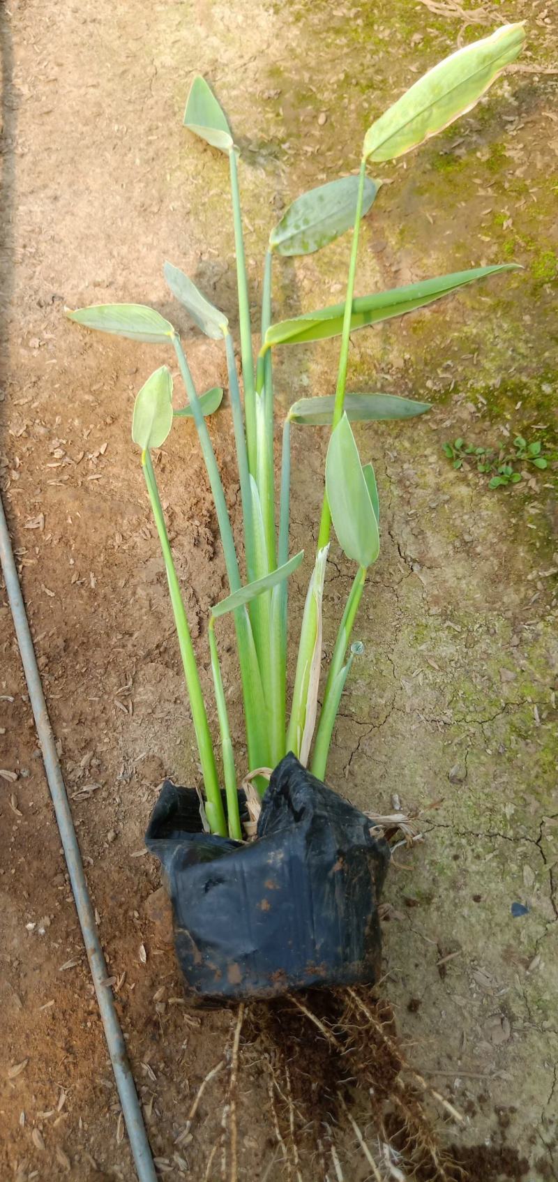 再力花水生植物农户直发质量保证各种高度欢迎联系