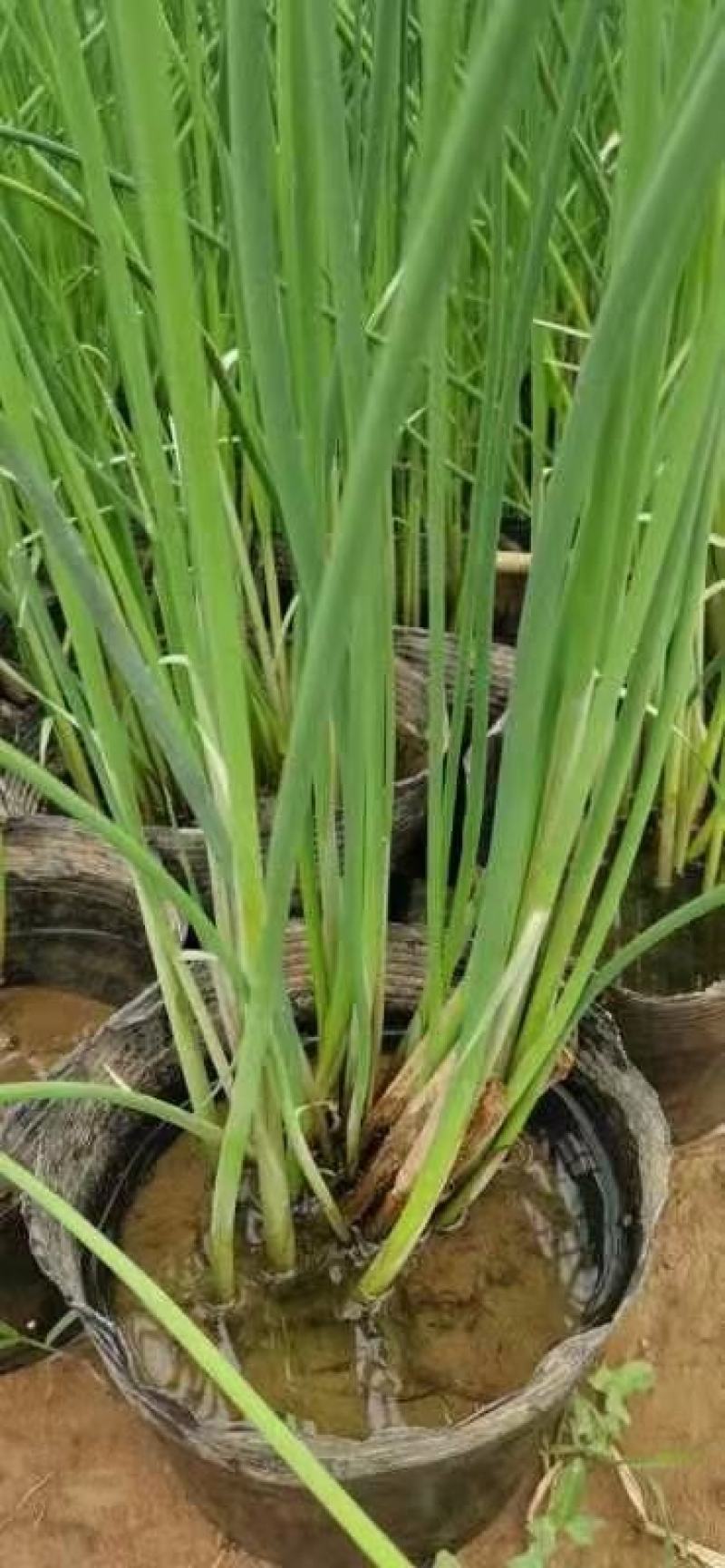 水葱各类水生植物大小杯都有农户直发品质保障价格低