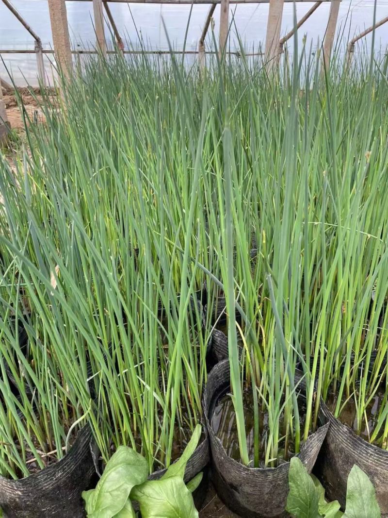 水葱各类水生植物大小杯都有农户直发品质保障价格低