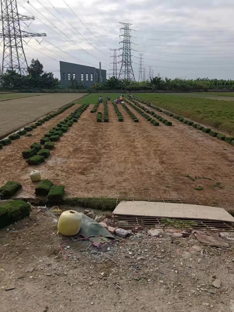 草皮通用地被植物草被基地直发质量保证欢迎咨询！