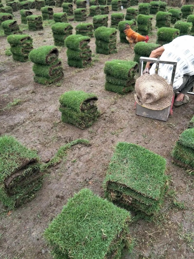 草皮通用地被植物草被基地直发质量保证欢迎咨询！