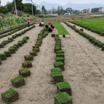 草皮通用地被植物草被基地直发质量保证欢迎咨询！