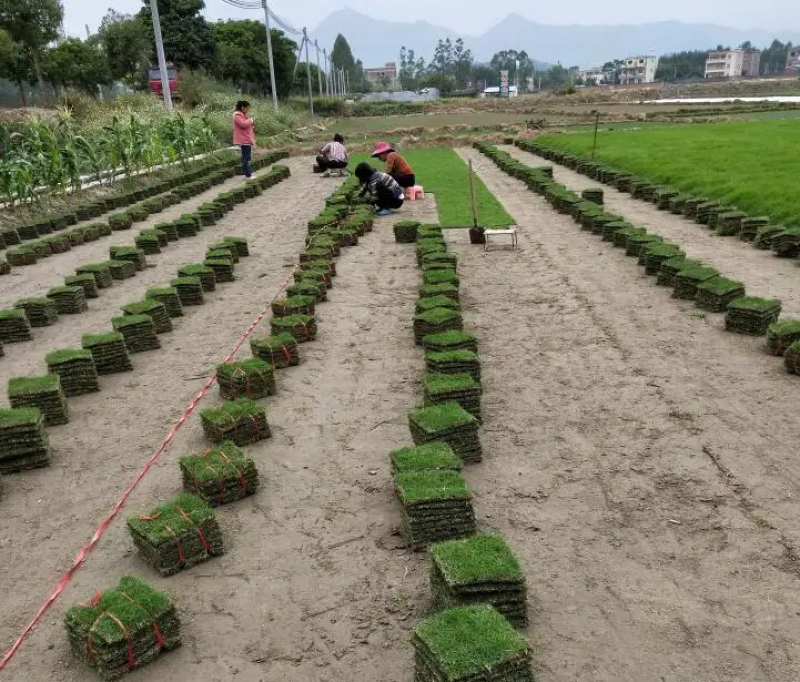 草皮通用地被植物草被基地直发质量保证欢迎咨询！