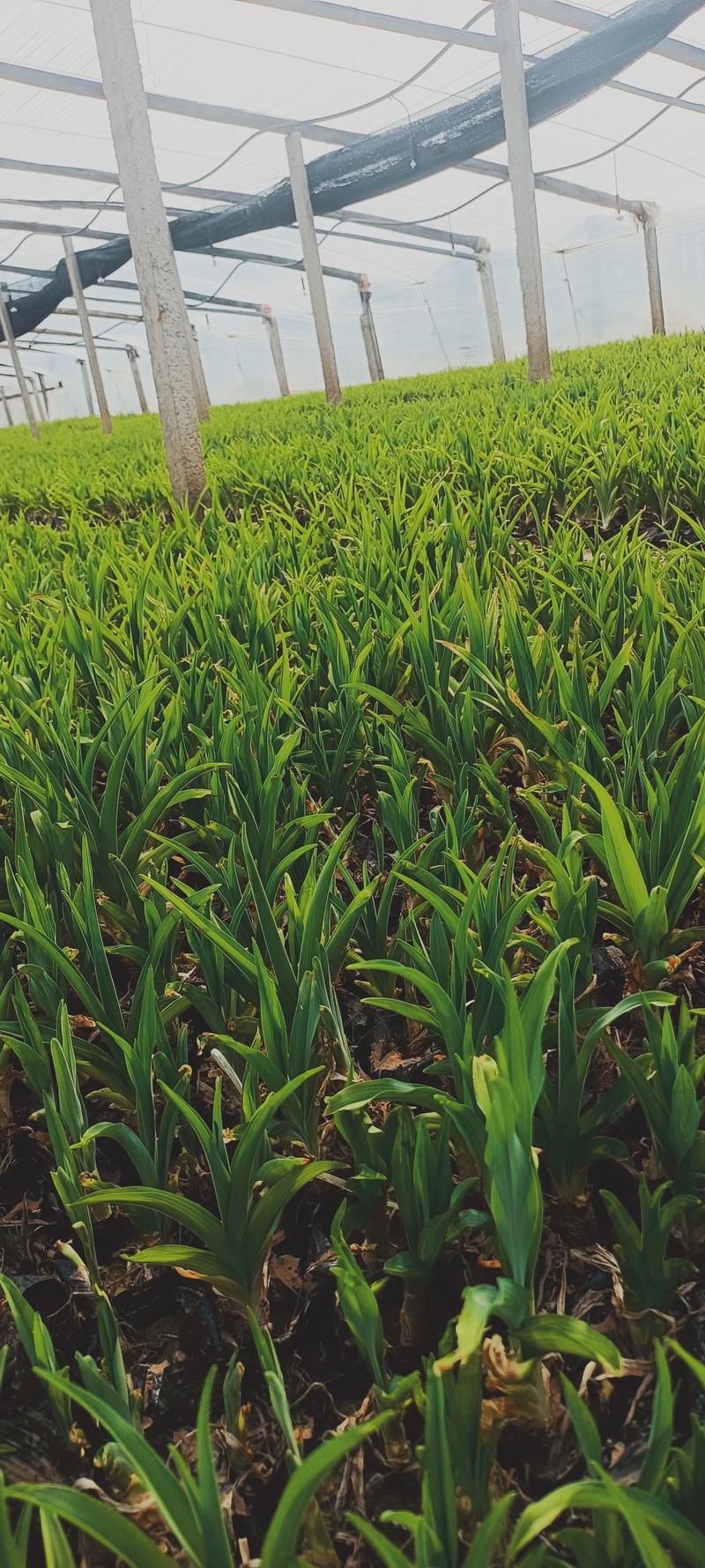 大花萱草地栽上盆都有苗圃直发价格低质量好