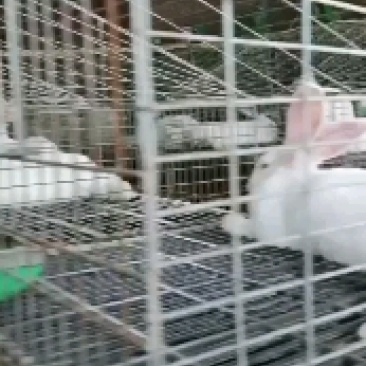 肉兔种兔
