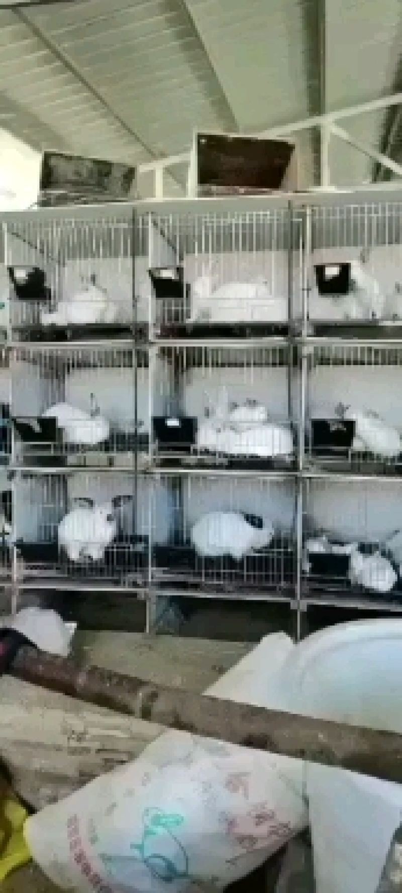 肉兔种兔