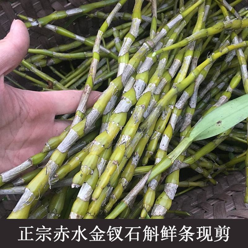 赤水金钗石斛现剪食用新鲜枝条比正宗霍山铁皮枫斗中草药光杆