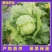 【生菜球】山东产地直供,精品球生菜圆生菜球无烧心量大从优