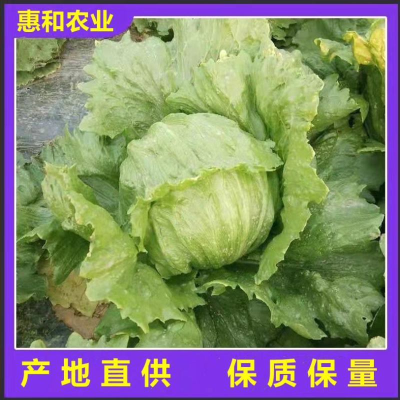 【生菜球】山东产地直供，精品球生菜圆生菜球无烧心量大从优