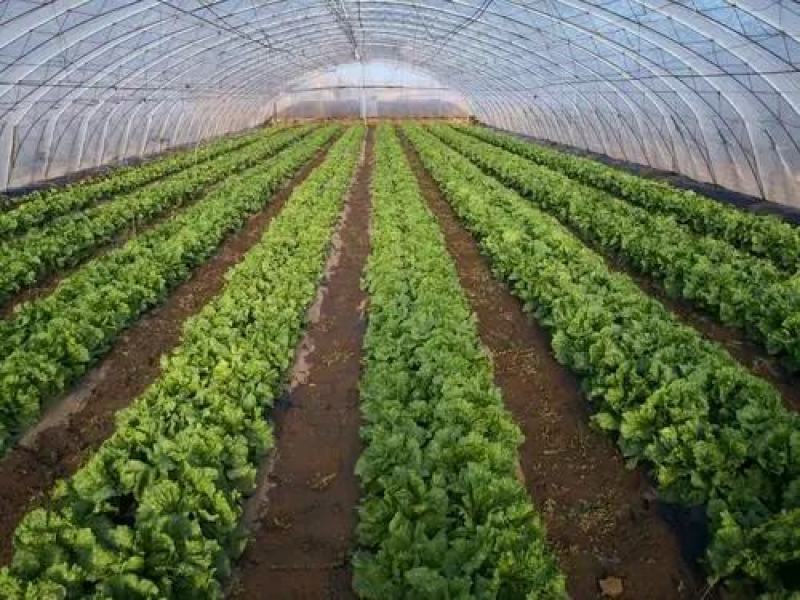 【生菜球】山东产地直供，精品球生菜圆生菜球无烧心量大从优