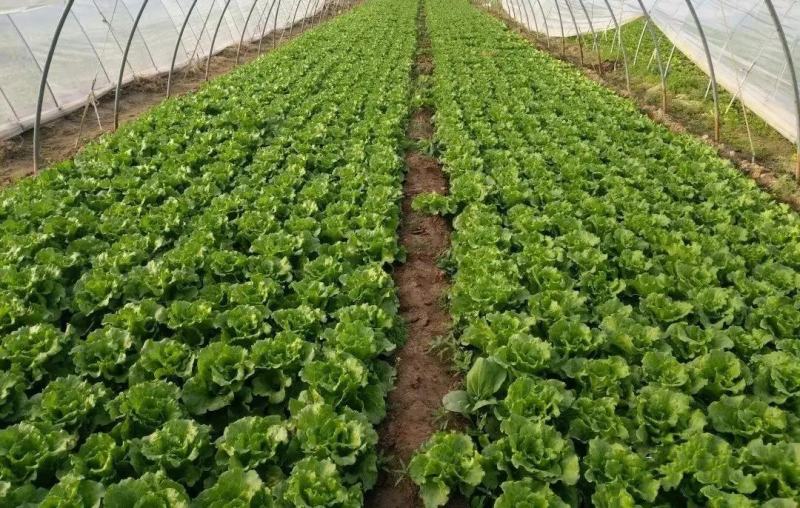 【生菜球】山东产地直供，精品球生菜圆生菜球无烧心量大从优