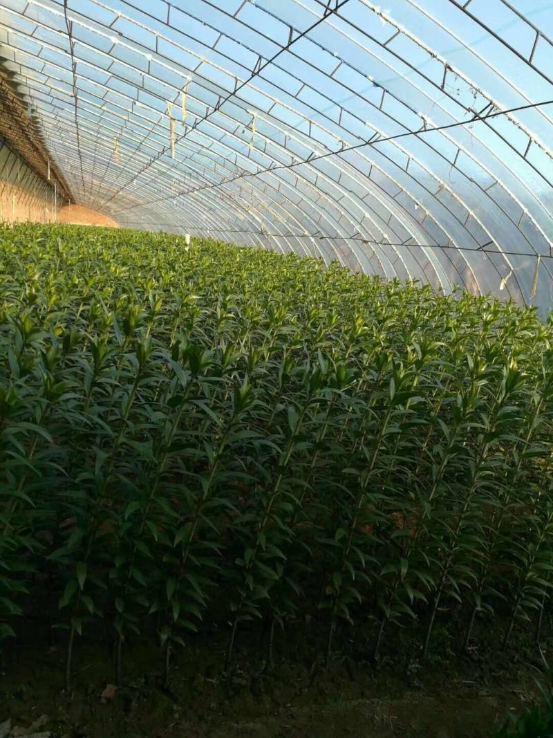 东北百合小菊郁金香鲜切花基地大量批发直发