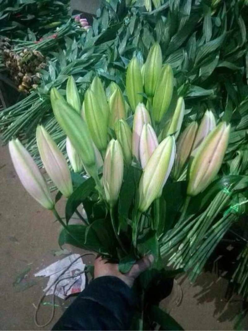 东北百合小菊郁金香鲜切花基地大量批发直发