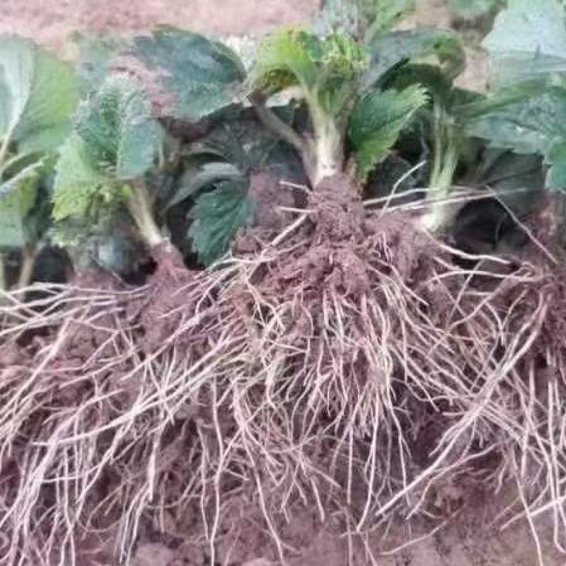 香蕉草莓苗、一代脱毒苗，包运费，包品种，死苗免费补发