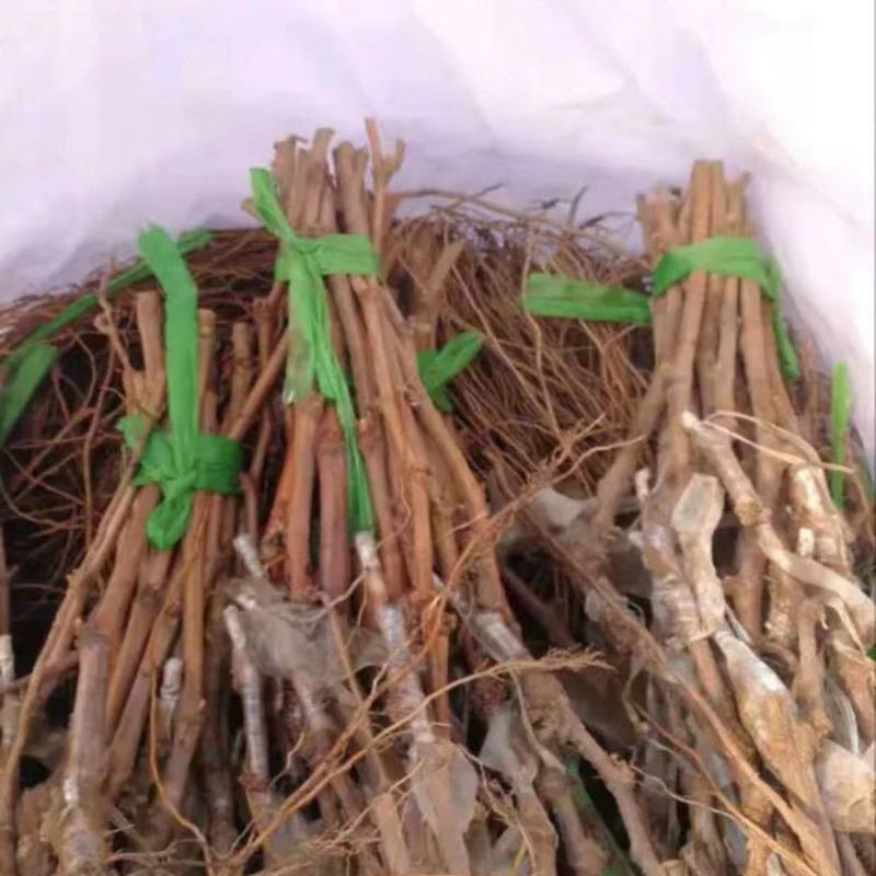 阳光玫瑰葡萄苗，夏黑，5BB，3309-品种保证假一倍十