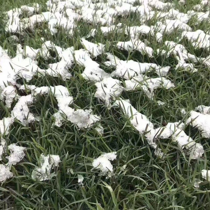 羊茅种子