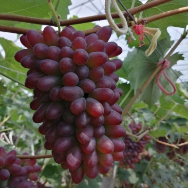 辽宁锦州着色香葡萄，茉莉香葡萄大量上市，产地直销