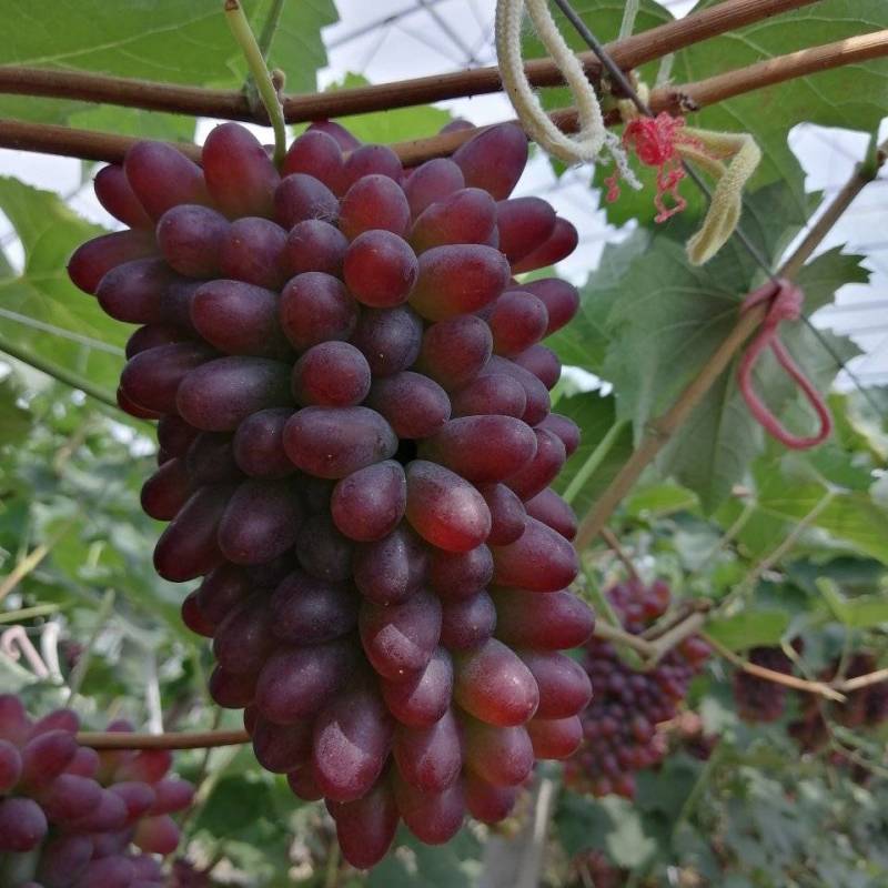 辽宁锦州着色香葡萄，茉莉香葡萄大量上市，产地直销