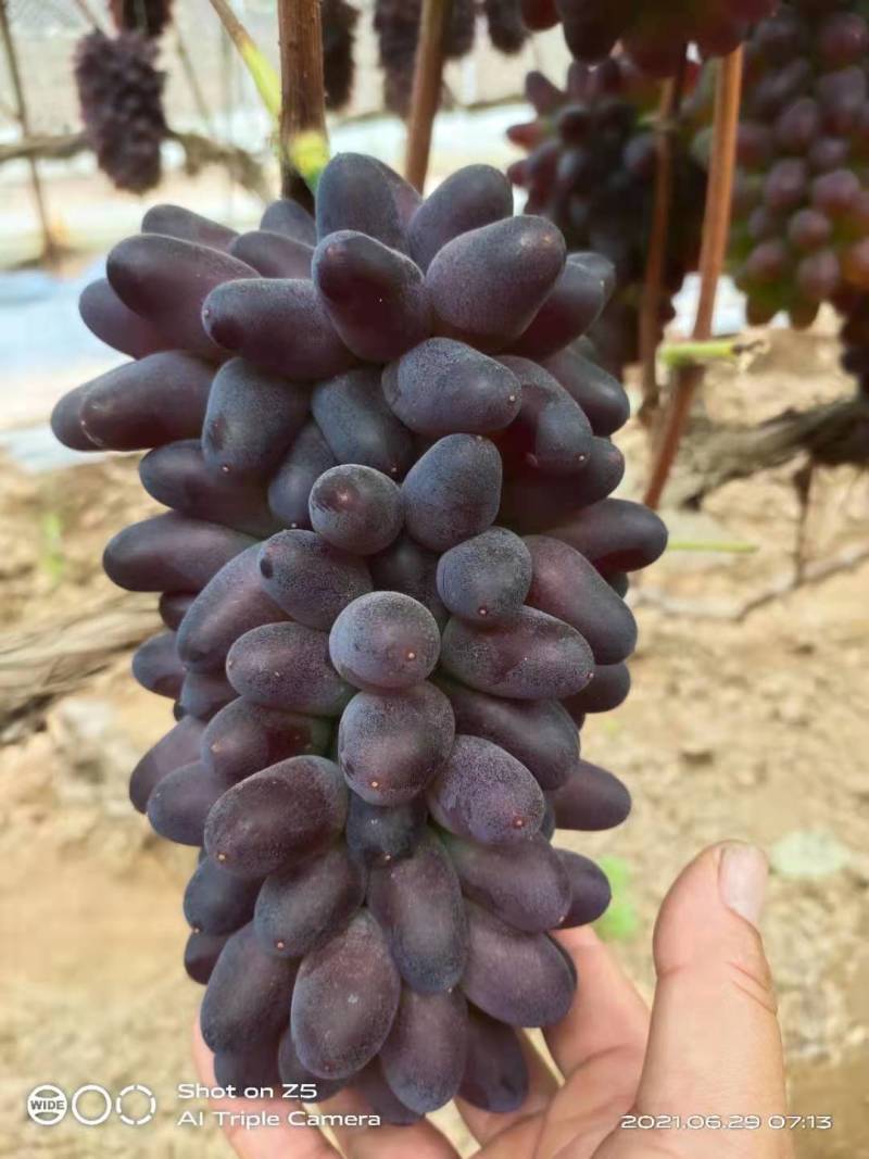 辽宁锦州着色香葡萄，茉莉香葡萄大量上市，产地直销