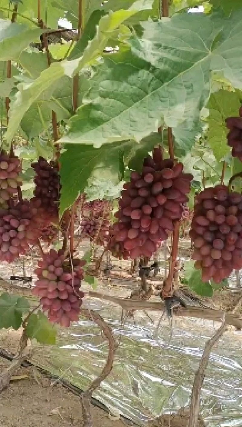辽宁锦州着色香葡萄，茉莉香葡萄大量上市，产地直销
