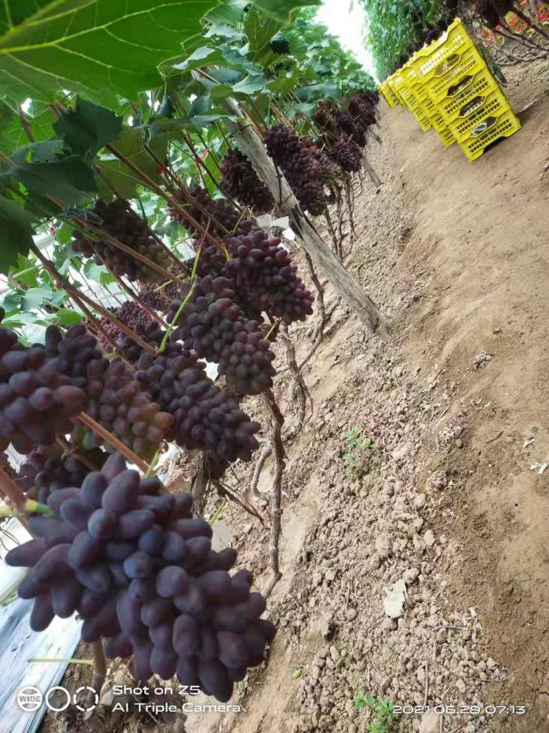 辽宁锦州着色香葡萄，茉莉香葡萄大量上市，产地直销