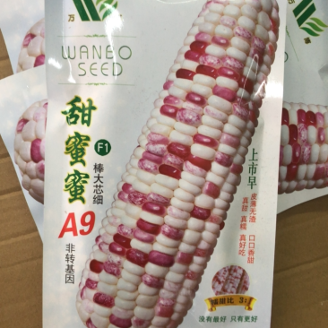 彩甜糯玉米种子