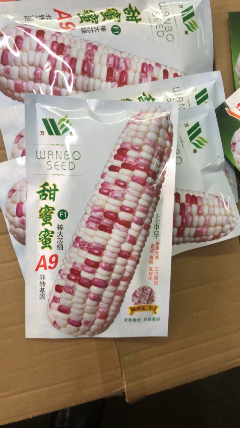彩甜糯玉米种子