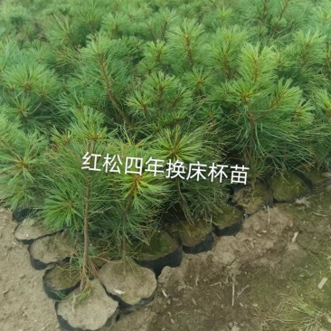 红松杯苗