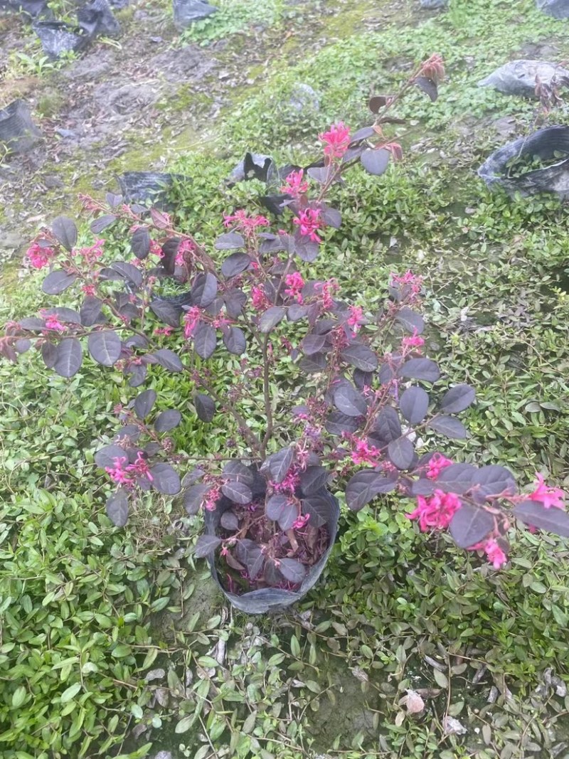 红继木16杯，红继木笼子，笼子好数量多，欢迎购买