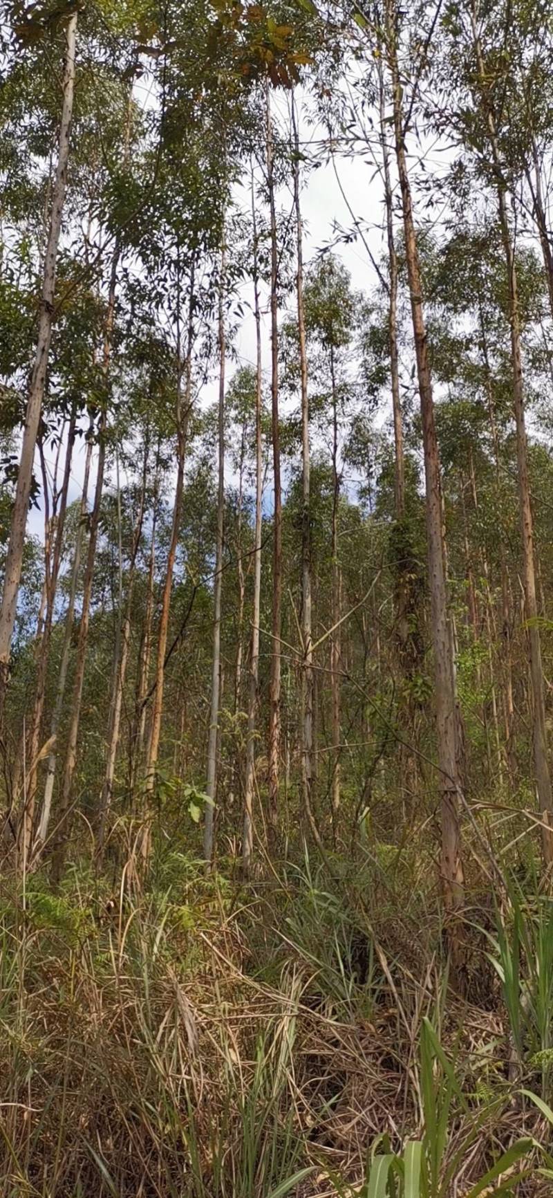 桉树林