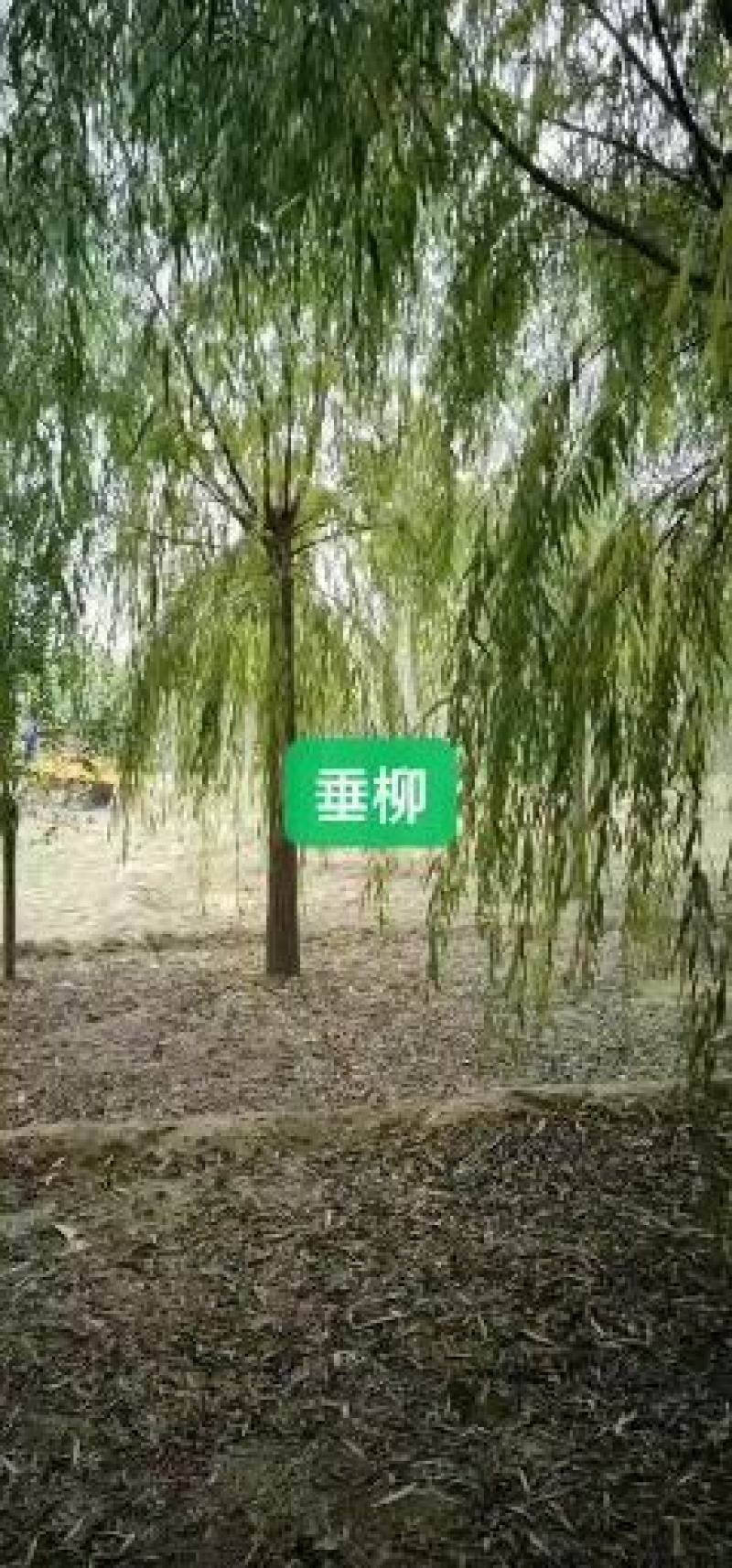 河北嫁接金丝垂柳规格齐全质量保证欢迎来电咨询