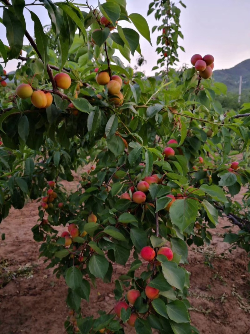 杏树苗。老百姓自己家的杏树苗。基地直发。现挖现发