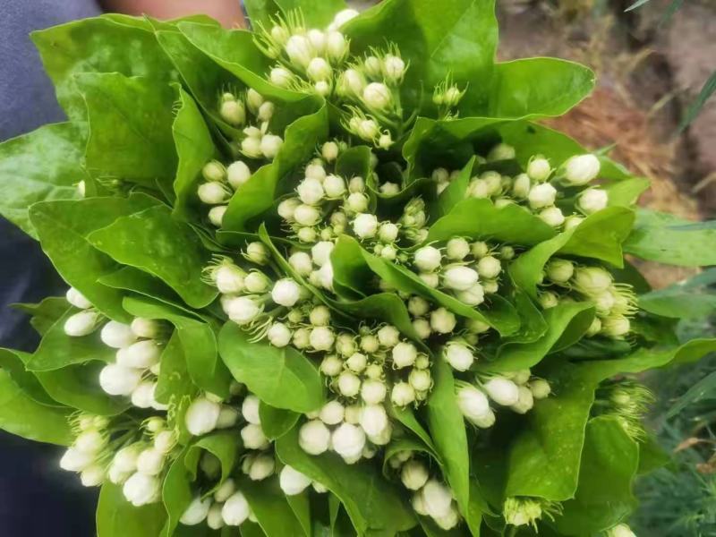 昆明基地茉莉枝条多，叶水清爽，新鲜香味浓