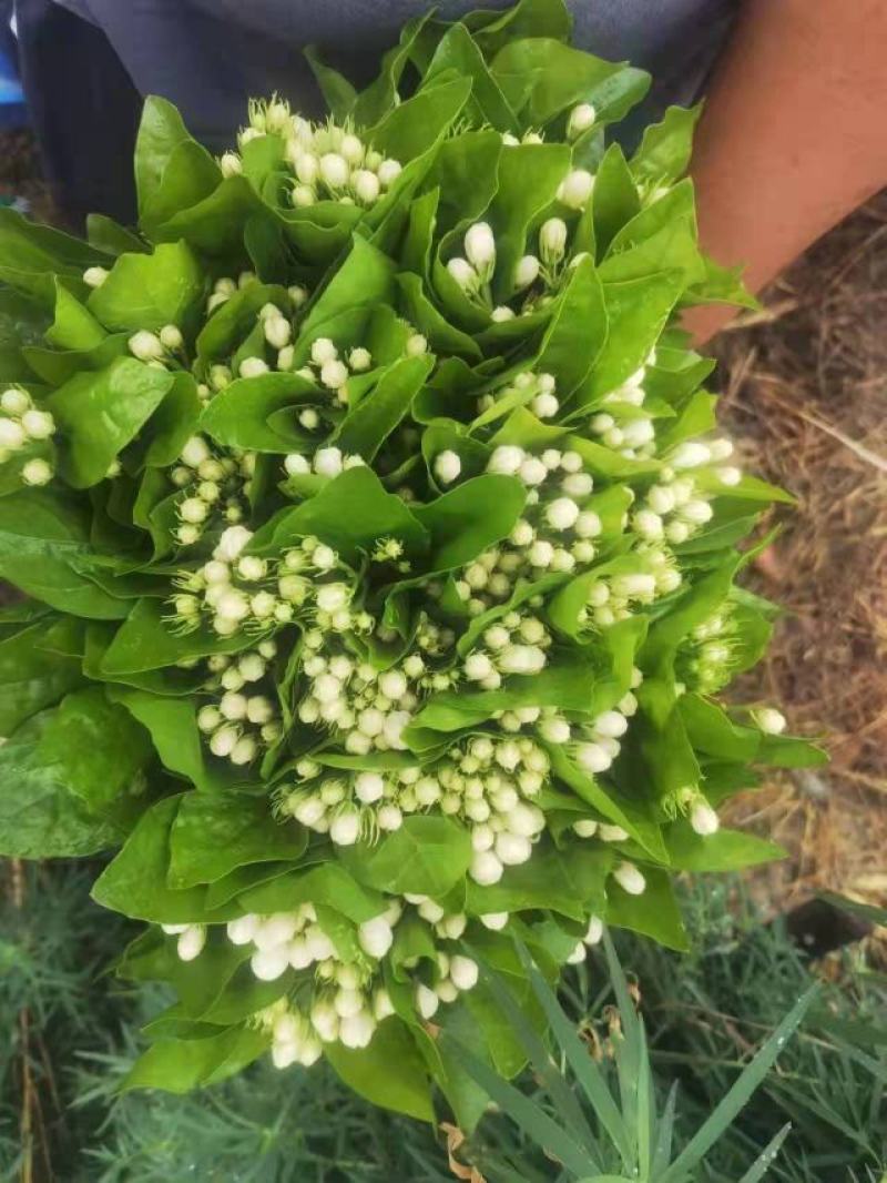 昆明基地茉莉枝条多，叶水清爽，新鲜香味浓