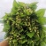 昆明基地茉莉枝条多，叶水清爽，新鲜香味浓