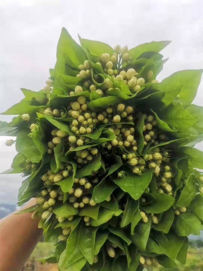 昆明基地茉莉枝条多，叶水清爽，新鲜香味浓